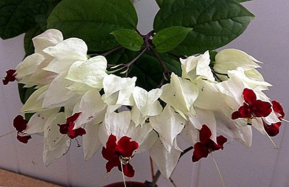 Clerodendrum Thompson: Peculiarities of home care