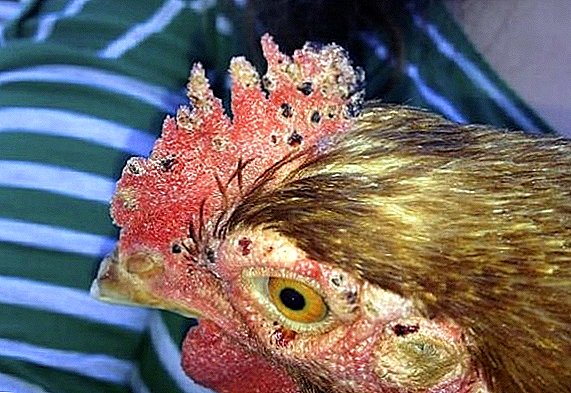 קרדית בתרנגולות: סימנים, אמצעי בקרה ומניעה