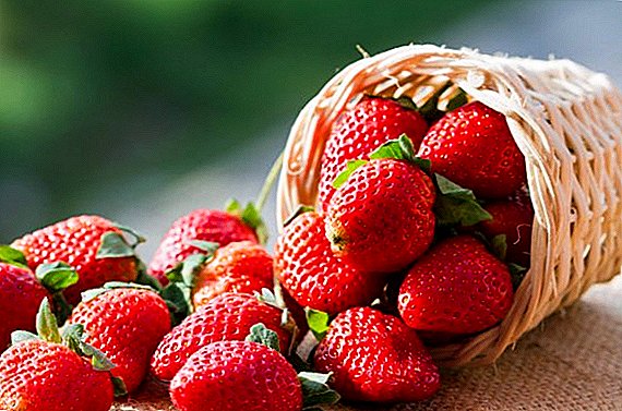 Pineapple strawberry: the secrets of getting a big crop of large berries