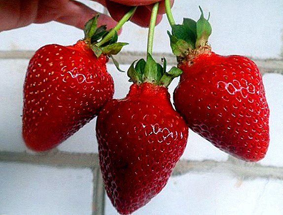 Strawberry "Asia": Sortenbeschreibung, Anbau Agrotechnologie