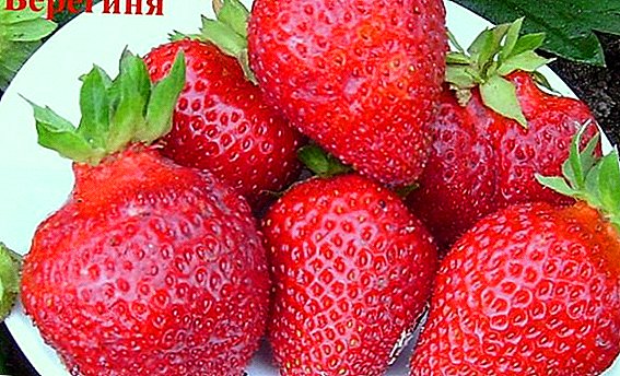 Erdbeere "Bereginya": Sortenmerkmale und Unterschiede, Anbau Agrotechnologie
