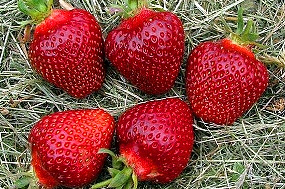 Strawberry Black Prince: description, growing features