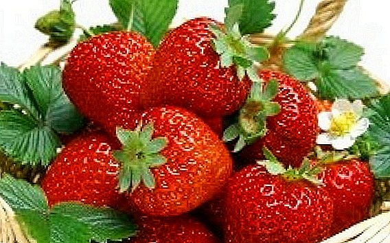 Strawberry: calorie content, composition, benefit and harm