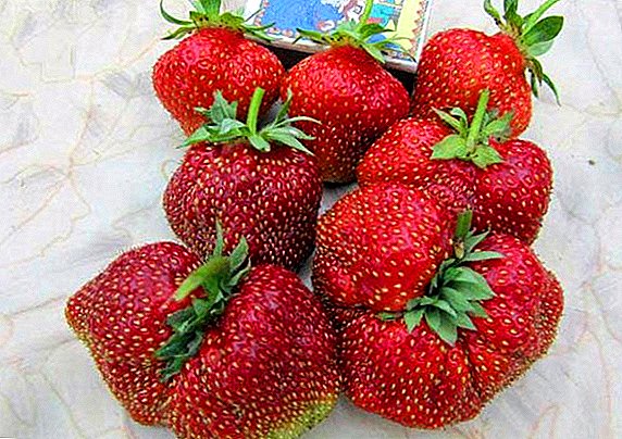 Strawberry "Masha": characteristics of the variety and cultivation agrotechnology
