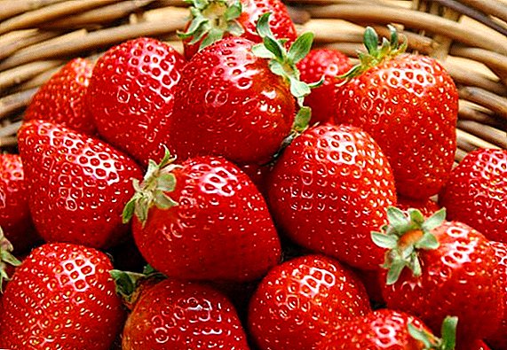 Varieti Strawberry "Kimberly": ciri-ciri, peraturan penanaman dan penjagaan