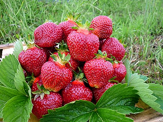 Strawberry varieties "Vicoda"