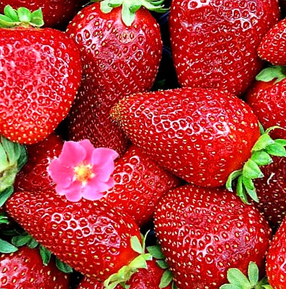 Strawberry "Tristan": caracteristici, agrotehnologie de cultivare
