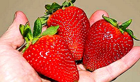 Strawberry (strawberry) "Alba": description of the variety and its features