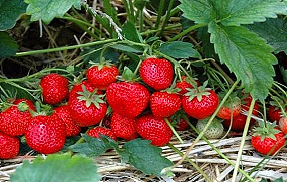 Strawberry "Zenga Zengan": descriere și cultivare