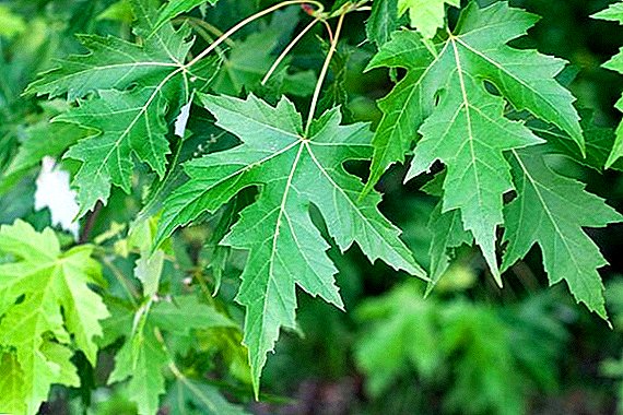 Silver maple: characteristics and characteristics of agricultural engineering