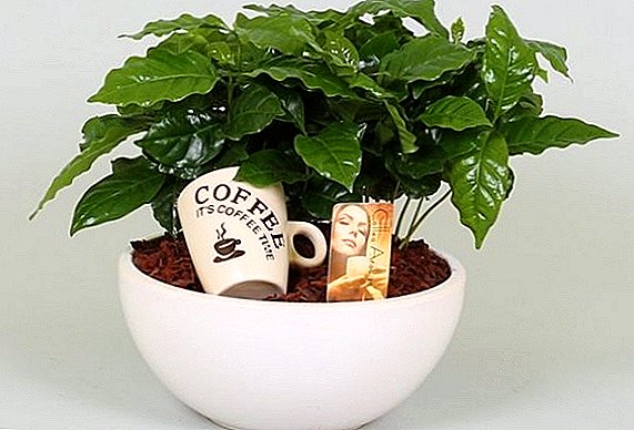 Coffee tree: home care