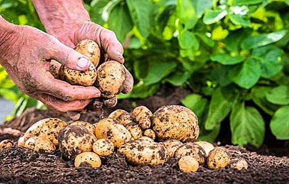 Khi nào và làm thế nào để thụ tinh khoai tây