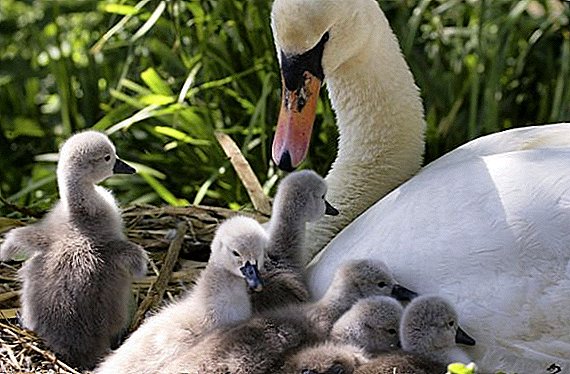 When and how swans hatch their chicks: peculiarities of keeping small swans