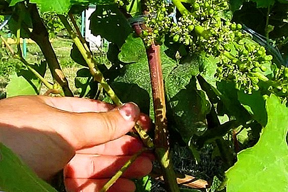 When and how to shoot grapes
