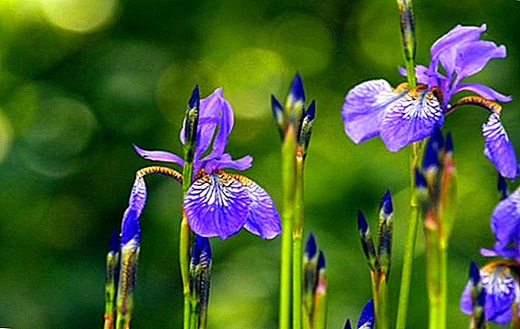 When and how to transplant irises in autumn