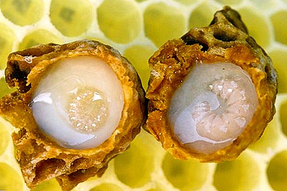 When and how to properly take adsorbed royal jelly