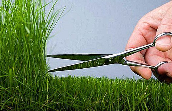When and how to mow the lawn