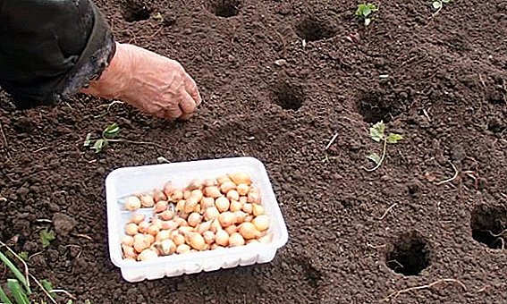 Wann und wie man in der Ukraine vor dem Winter Zwiebeln pflanzt