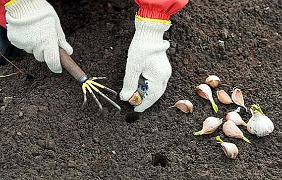 Când și cum să planteze usturoi de iarnă în Ucraina