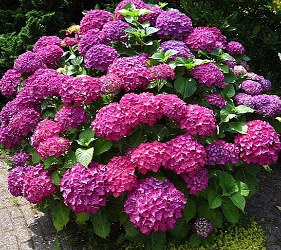 When is it better to transplant hydrangea - in spring or autumn, and how to do it correctly