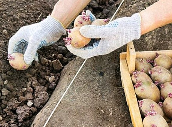 When is the best time to plant potatoes according to the lunar calendar