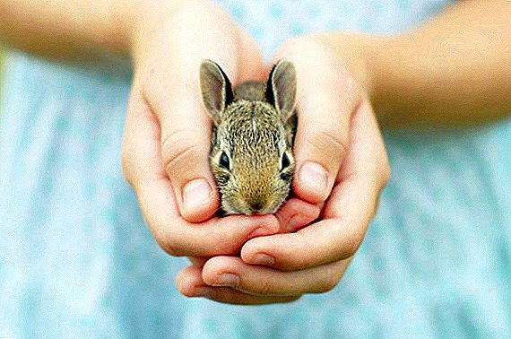 When can rabbits be set aside from rabbits?