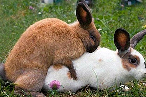 When can I let the rabbit on the mating?