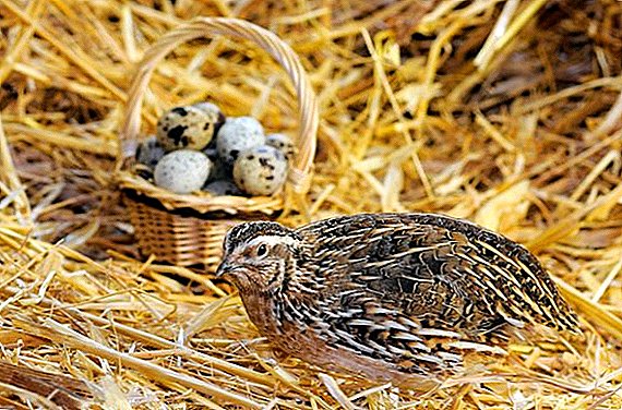 When quails begin to fly