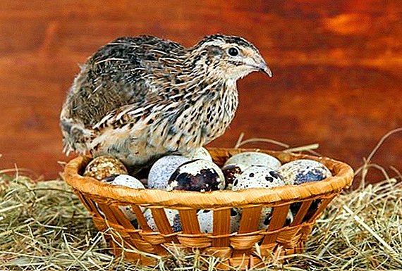 When the period of egg production at the quail