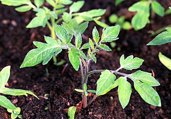 When to feed tomato seedlings and how to do it
