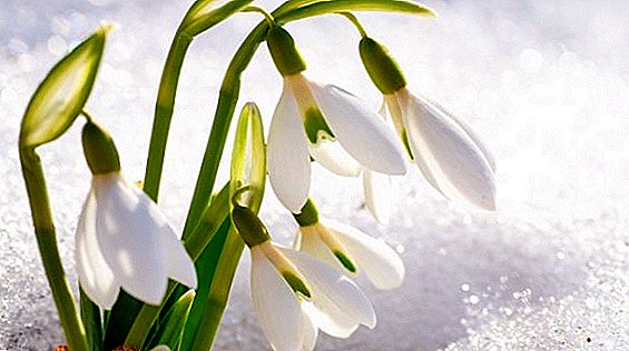 When snowdrops grow (galantus), how to grow flowers in the garden
