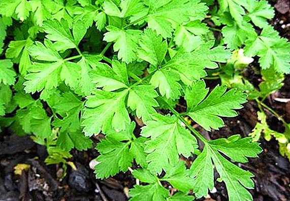 When sowing parsley in spring, growing plants in open field