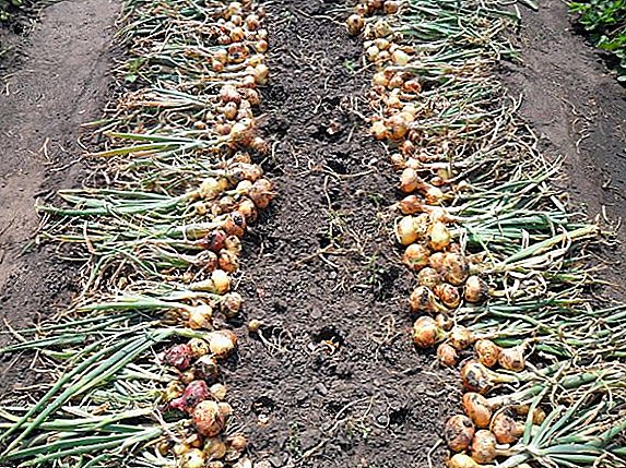 When digging onions, cleaning onions from the beds