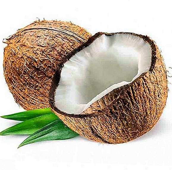 코코넛 : 얼마나 많은 칼로리, 유용한 것, 선택하고 열지, 결합 된 것