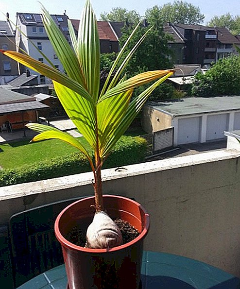 Árbol de coco en casa