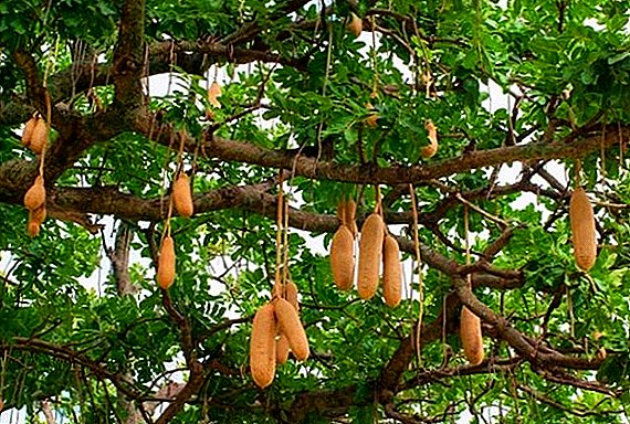 Árvore de salsicha: descrição e cultivo
