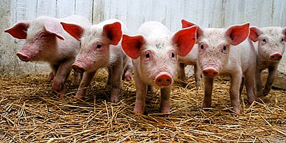 داء الفطريات في الخنازير: مسببات الأمراض ، والتطعيم ، والتغيرات التشريحية المرضية ، والعلاج