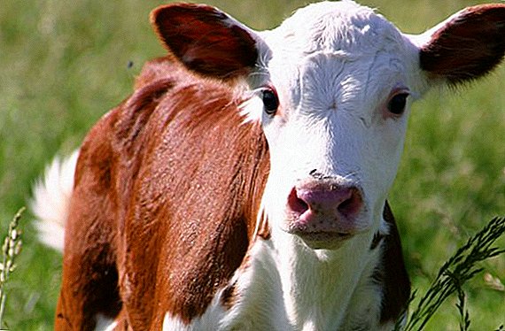 Colibacteriosis of calves: vaccine, pathoanatomical changes, home treatment
