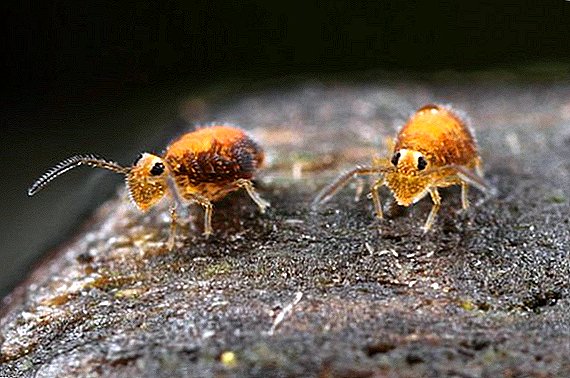 Collembolas (springtails, poduras): fighting the parasite at home