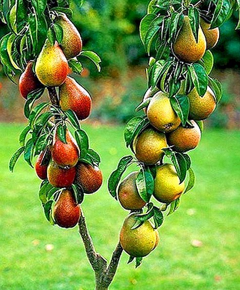 Koloniformade fruktträd: funktioner, planterings- och omsorgsregler
