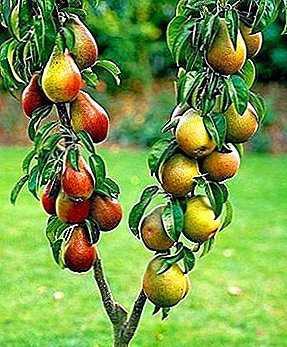 أشجار الفاكهة مستعمرة الصورة شجرة التفاح
