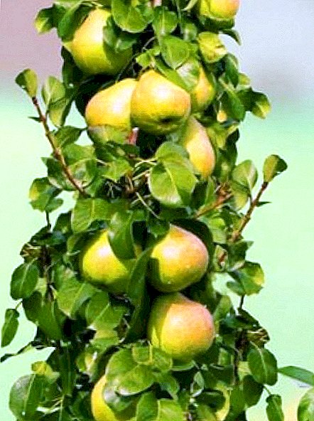 Kolonovidnye pears: varieties, tips on care and planting