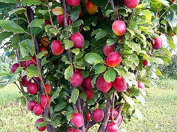 Colony-shaped plums. Varieties and their features. Planting and care