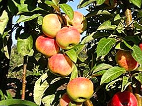 وصف أصناف التفاح العمودي أصناف التفاح مستعمرة