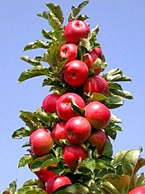 وصف أصناف التفاح العمودي أصناف التفاح مستعمرة