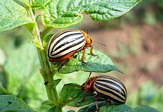 Colorado potato beetle: description of a merciless pest of potatoes and not only