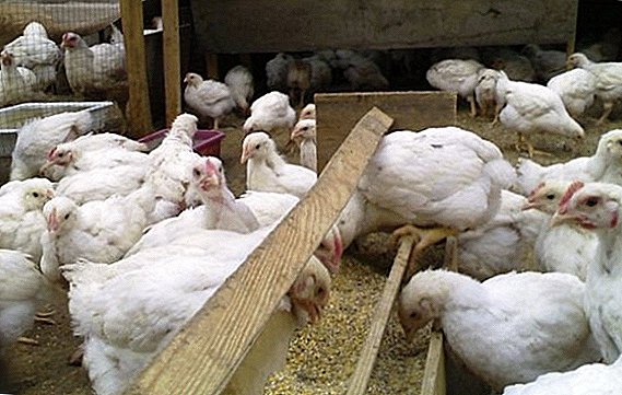 Compound feed for broilers