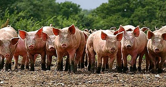 Compound feed for pigs: types and cooking at home