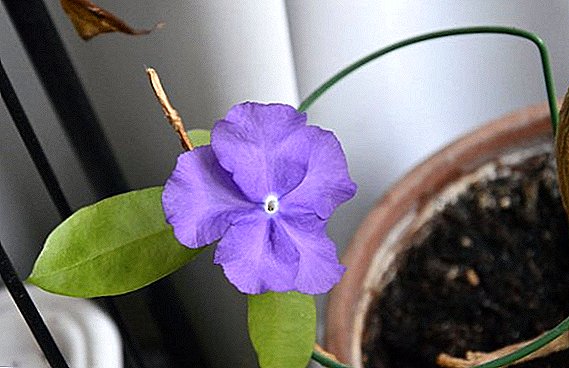 Brunfelsia istabas zieds: apkope un aprūpe mājā