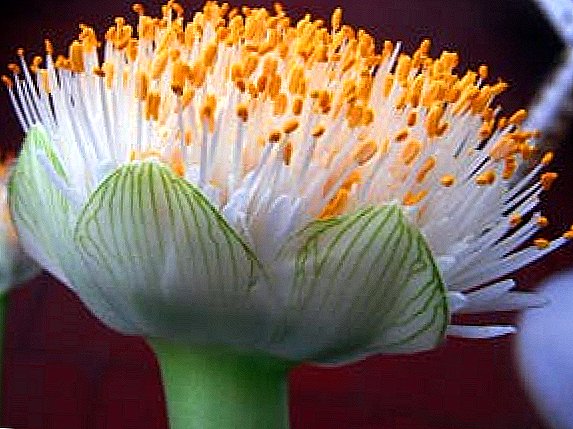 ดอกไม้ hemanthus ในร่ม (ลิ้นกวาง) การเพาะปลูกการสืบพันธุ์โรค